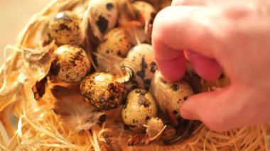 Bıldırcın yumurtası. El, sepetten bıldırcın yumurtası alır. Hayvan proteini. Faydalı sağlıklı yiyecek ve ürünler. 4k görüntü