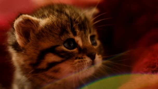 在阳光下 一只毛茸茸的胖胖的小猫被晒得红红的 猫脸的特写 毛绒绒的小猫咪 可爱的宠物 慢动作 高质量的4K镜头 — 图库视频影像