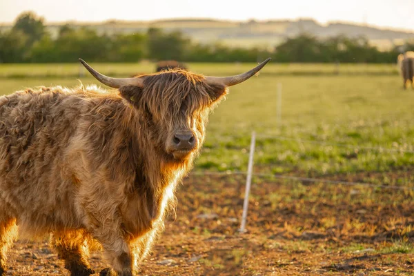 Shaggy Býk Výběhu Modré Obloze Pozadí Farmaření Chov Krav Skotský — Stock fotografie