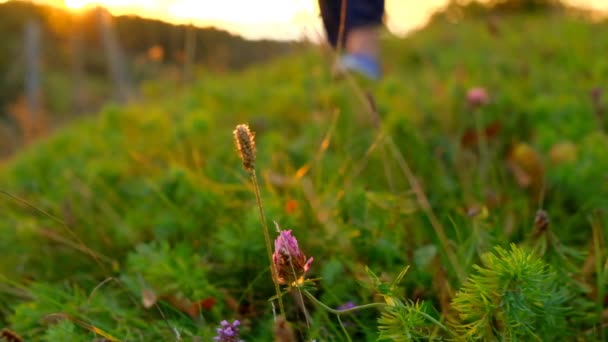 Feet Grass Rays Sunset Summer Evening Walks Travel Hiking Walking — Stock Video