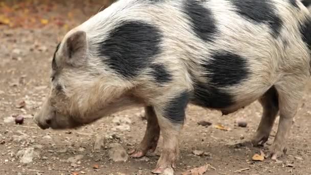 Mini Cerdito Cerdo Come Comida Pequeño Cerdo Manchado Mastica Alimentos — Vídeo de stock