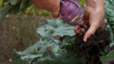Mor, taze kohlrabi kökleri toprağa gömülmüş. Kendi bahçemizden sebzeler. Kohlrabi hasat 45 'lik görüntüler.