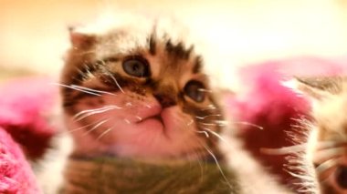 Kedi yavrusunu kırmızı bir kanepede katla. Duygusal kediler. Mavi gözlü tüylü küçük kedi yavrusu. Sevimli hayvanlar. Yavaş çekim. Yüksek kalite 4k görüntü