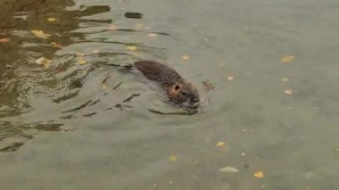 Suda Nutria yüzüyor. Su kuşu kemirgeni coypu.miyocastor coypus. Şirin bir su hayvanı. Echimyida4k görüntüsü.