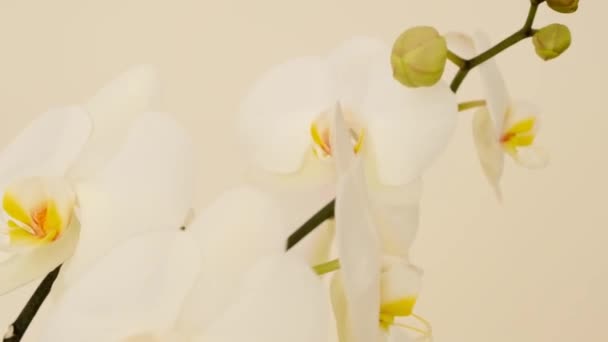 Fehér Orchidea Közelkép Bézs Hátterben Növekvő Gondoskodó Orchideák Otthon — Stock videók
