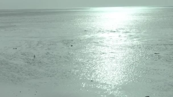海鸥和海鸥闪闪发光的水面和鸟儿 海洋背景 4K镜头 — 图库视频影像