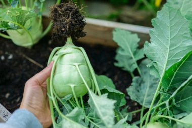 Yeşiller kohlrabi.El kohlrabi 'yi bir kökle topraktan çıkarıyor. Tahta yatakta kohlrabi sebzeleri. Kendi bahçemde organik taze sebzeler. Yeşil taze sebzeler.