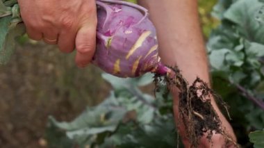 Mor, taze kohlrabi kökleri toprağa gömülmüş. Kendi bahçemizden sebzeler. Kohlrabi hasadı. Yüksek kalite 4k görüntü