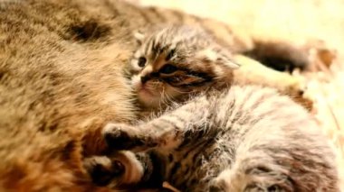 Anne kedi ve yavru kedi, parlak gün ışığında bej bir halıda. Sevimli hayvanlar. Yavaş çekim. 4k görüntü