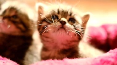 Yavru kediler. Gün ışığında tüylü kırmızı bir kanepede kedicikli sakallı kedi yavrusu. Ağır çekimde. Meraklı duygusal kedicikler. 4k görüntü