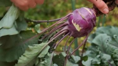 Mor kohlrabi, erkek ellerinde bir bahçede. Erkek çiftçi yapraklardan kohlrabi temizliyor. Olgun kohlrabi ve erkek ellerinde yapraklar. Vejetaryen ve vejetaryen beslenme malzemesi. Yüksek kalite 4k görüntü