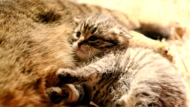 Mom Cat Baby Kitten Fluffy Beige Carpet Bright Sunlight Cute — Stock Video
