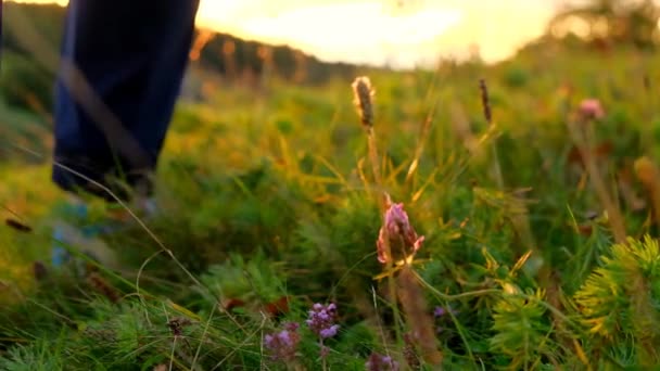 Yürüyüş Yürüyüş Ayaklar Çimlerin Üzerinde Gün Batımının Işınlarında Mesafeye Gider — Stok video