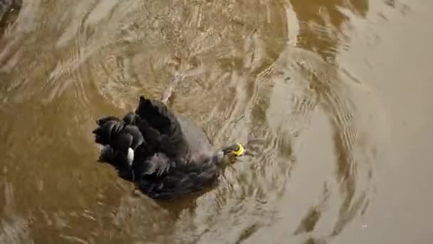 Bir Çift Siyah Kuğu Göletin Suyuna Yakın Çekim Yapıyor Hareketli — Stok video
