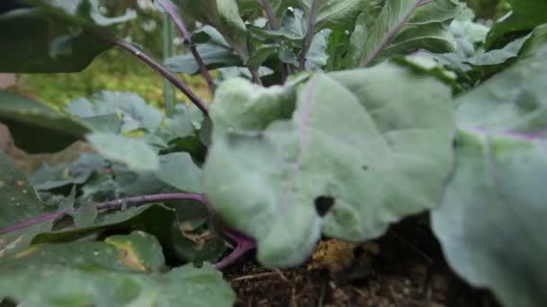 Урожай Кольрабі Фіолетовий Кольрабі Нашого Власного Саду Кадри — стокове відео