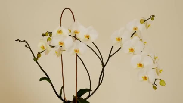 Λευκή Ορχιδέα Λουλούδι Μπεζ Φόντο Καλλιέργεια Και Φροντίδα Ορχιδέες Στο — Αρχείο Βίντεο
