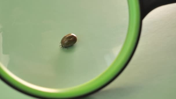 Milbenmakro Tick Unter Der Lupe Auf Grünem Hintergrund Hochwertiges Filmmaterial — Stockvideo