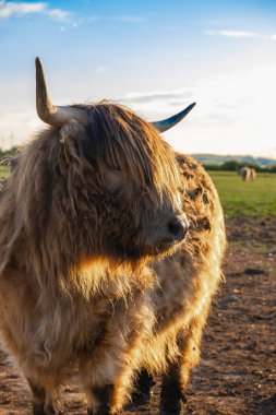 Otlaktaki İskoç boğası. Mavi gökyüzü arka planındaki otlakta tüylü boğa. Çiftçilik ve inek yetiştiriciliği..