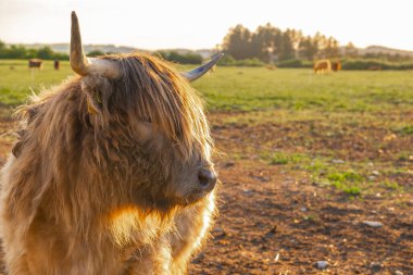 Bir tarlada İskoç boğası. İskoçya Kırmızısı otlakta. Mavi arka planda tüylü boğa ineği. Çiftçilik ve inek yetiştiriciliği. Gün batımında gün batımında gün batımında İskoç inekleri..