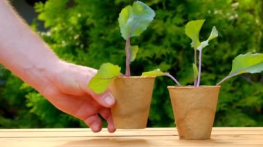 Ahşap bir masada turba kabı içinde Kohlrabi fideleri. Yavaş hareket. Organik sebzeler yetiştiriyor. Yüksek kalite 4k görüntü