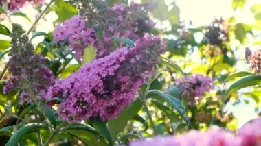 Buddleya David, güneş ışınlarında menekşe rengi. Buddleja Daviddii İmparatorluğu Mavisi. Güzel mor çalı. Yaz çiçeği arkaplanı. Yaz Mood4k görüntüleri