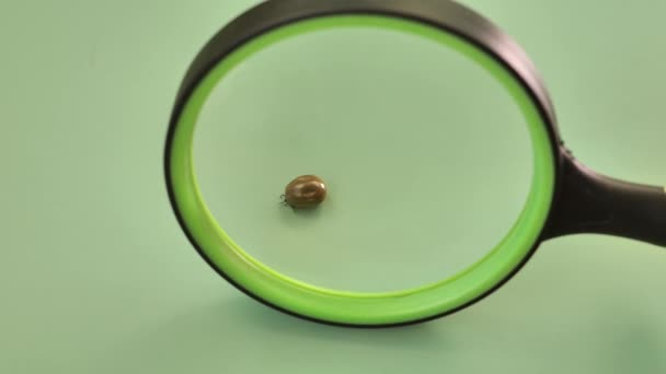 虫眼鏡の下にダニ 血を吸う危険な昆虫 高品質4K映像 — ストック動画
