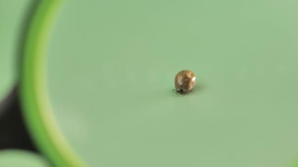 Mite Macro Magnifying Glass Green Background Bloodfilled Swollen Tick Bloodsucking — Stock Video