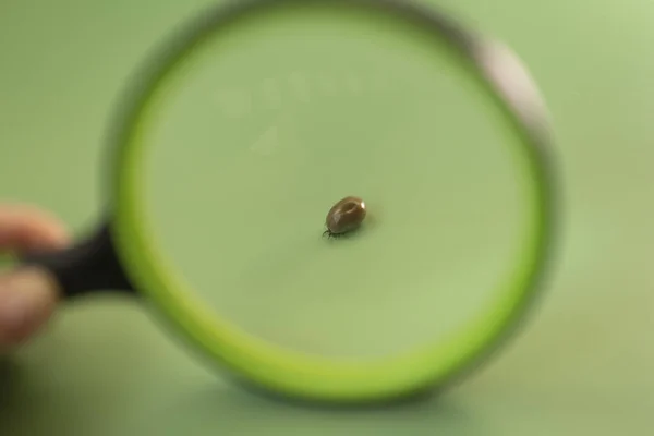 Mite Sob Uma Lupa Fundo Verde Sanguessuga Perigoso Insect Bloodfilled — Fotografia de Stock