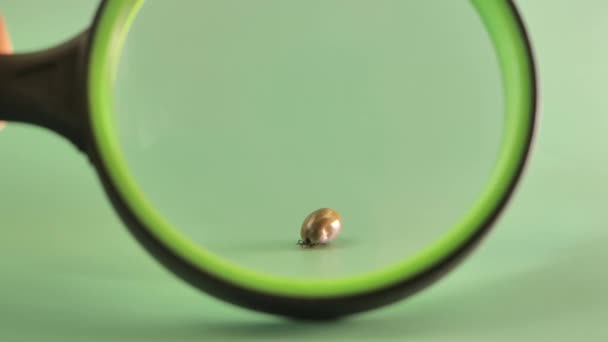 Mite Macro Slow Crawling Tick Tick Magnifying Glass Green Background — Stock Video