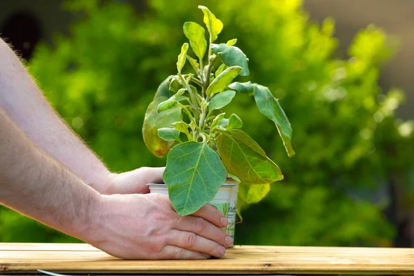 stock image Eggplant in a pot in hands on a green garden background.Green eggplant plant in a pot.Gardening and farming concept. Growing organic vegetables in your own garden.