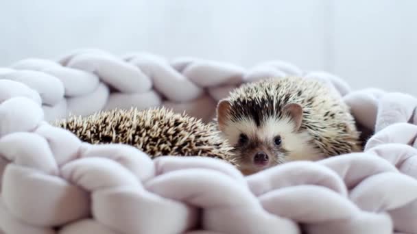 Pets Hedgehogs Pair Funny Cute Hedgehogs Wicker Nest Prickly Pet — 비디오