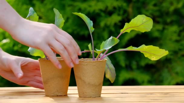 コフラビの苗 手は緑の背景に木製のテーブルから苗でカップを取ります 高品質4K映像 — ストック動画