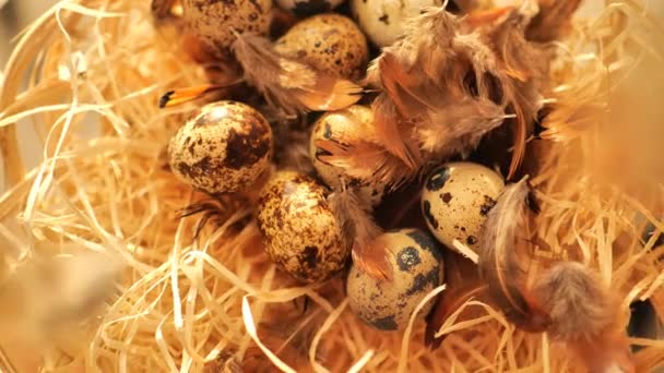 Перепелиные Яйца Перья Падают Перепелиные Яйца Корзину Животный Белок Высококачественные — стоковое видео