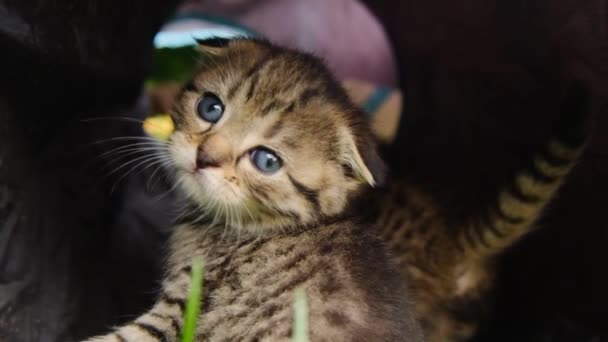 Kitten Tunnel Pet Παιχνίδια Φλάφι Γατάκι Χασμουριέται Και Γλείφει Μια — Αρχείο Βίντεο