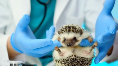 Kirpi ve veteriner. Beyaz bir masada mavi eldivenli bir veterinerin elindeki küçük kirpiler. Dikenli hayvan sağlığı. Veterinerde muayene. 4k görüntü