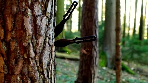 两把扔刀插在树皮上 慢动作 把刀扔到木头里 高质量的4K镜头 — 图库视频影像