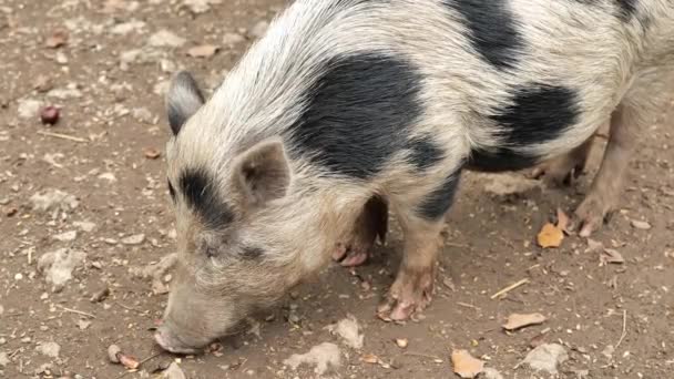 Porc Mange Glands Châtaignes Petits Cochons Tachetés Mâchent Nourriture Animaux — Video