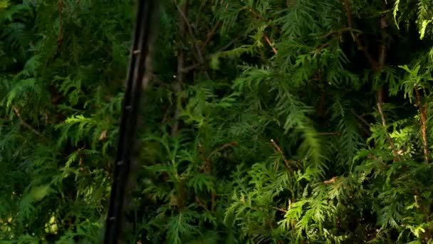 Thuja Brabantの剪定 ブラシカッターは生きている緑のヘッジを枝を切断します 4K映像 — ストック動画
