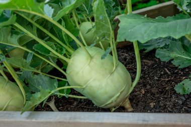 Yerdeki kohlrabi. Ahşap yataklarda yaprakları olan olgun kohlrabi. Bahçe bahçesinde organik sebzeler. Kendi bahçesinden taze kohlrabi.