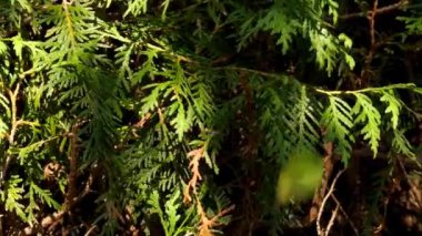 Çit kesme, yakın plan. Thuja Brabant budama. Fırça kesicisi bir thuja bitkisinin yaşayan yeşil çitini kesiyor. Bitki oluşumu konsepti. 4k görüntü