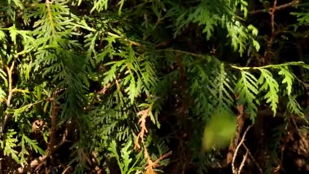 Çit Kesme Yakın Plan Thuja Brabant Budama Fırça Kesicisi Bir — Stok video