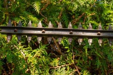 Thuja Brabant budama. Çalı biçme makinesi yaşayan yeşil bir çit kesiyor. Bahçe budayıcısı, bir çit dolusu thuja.Bitkilerin oluşumu ve bahçedeki bitkilerin hijyenik budanması. Bahçe ve tarım.