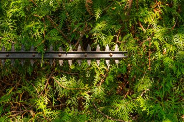 Thuja Brabant budama. Çalı biçme makinesi yaşayan yeşil bir çit kesiyor. Bahçe budamacısı bir çit dolusu thuja kesiyor. Bitkilerin oluşumu ve hijyenik budama. Bahçe ve tarım aletleri..