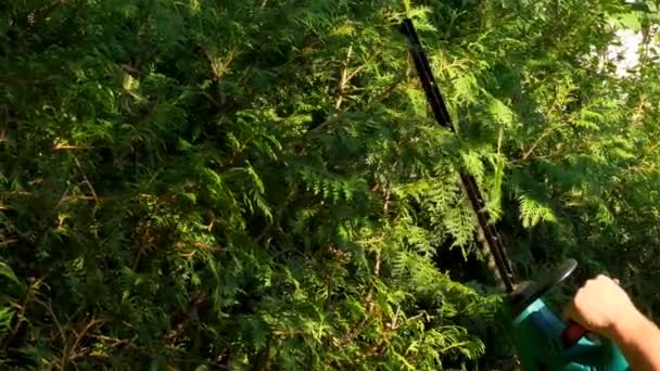 エッジのクリッピング男性の手の中の庭のトリマーは Thujaのヘッジを切断します 庭の植物の形成と衛生的な剪定 4K映像 — ストック動画