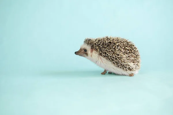 Hedgehog Синьому Задньому Плані Африканський Пігмейський Їжак Сірий Їжак Білою — стокове фото