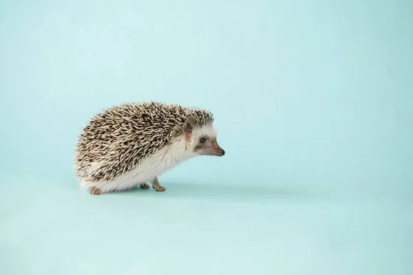 Hedgehog Синьому Задньому Плані Африканський Пігмейський Їжак Білою Плямою Місце — стокове фото