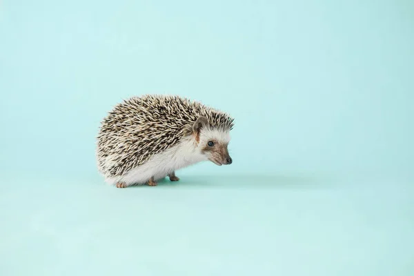 African Pygmy Hedgehog Prickly Pet Сірий Їжак Білими Плямами Геджхог — стокове фото