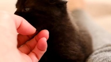 Mavi gözlü siyah bir kediyi elle okşar. Bir insanın evcil hayvana karşı duyarlı tavrı. İnsanlar ve hayvanlar arasındaki iletişim. Evcil kediler. 4k görüntü
