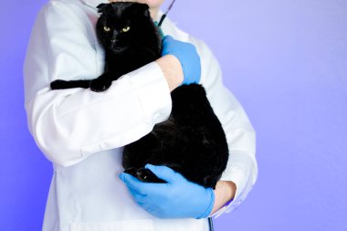 Kedi doktoru. Kediler için veterinerlik prosedürleri. Kedi sağlığı. Mor bir geçmişi olan bir veterinerin elinde kara kedi. Hayvanlar için ilaç. Kedi hastalıkları ve tedavi yöntemleri.. 