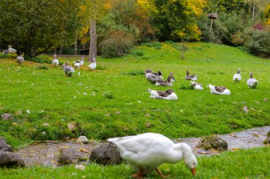  Gölün yanındaki gri ve beyaz kazlar ve ördekler. Evcil kümes hayvanları. Çiftlik kuşları. Kümes hayvanları yetiştiriyorum.